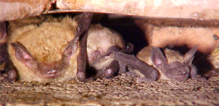 NH Wildlife Control Services