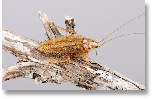 NH Suburban Wildlife Control can help you with all of your insect problems including cockroaches and fleas.