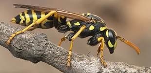 NH Insect Control Services