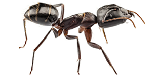 NH Insect Species Info