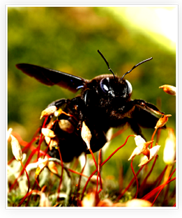 Many insects are beneficial and are critical to maintain the quality of our lives. Honey bees, for example, pollinate the plants that produce our fruit and vegetables.  And of course, what would a summer be like without seeing monarchs and other butterflies coming to our flower gardens or wild flowers in a the nearby meadow. But when bees, wasps, carpenter ants, cockroaches, fleas and other insects start calling our home their home they can be problematic.  That’s where Suburban Wildlife Control can help.  Owner Bob Noviello has many years of experience dealing with problem insect issues.  He is highly skilled at resolving pesky insect problems so you can go back to enjoying your home without concern.