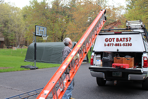 NH Wildlife and Pest Insect Control - Suburban Wildlife Control