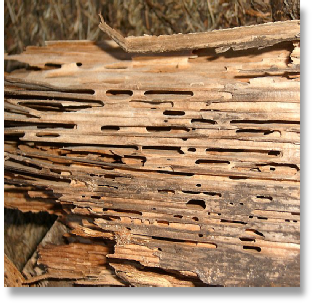 NH Carpenter ants can cause serious structural damage to your home or business.