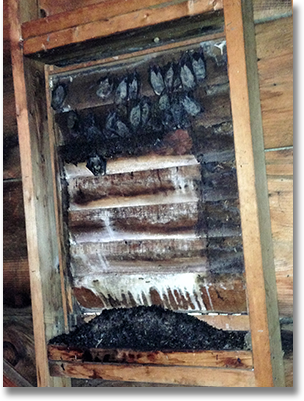 NH Bats Wildlife Control & Management