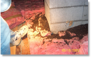 NH Attic Clean out Wildlife Control & Management