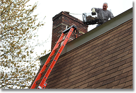 NH raccoon chimney Wildlife Control & Management