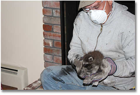 NH raccoon fireplace Wildlife Control & Management