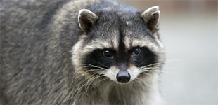 NH Wildlife Control Services