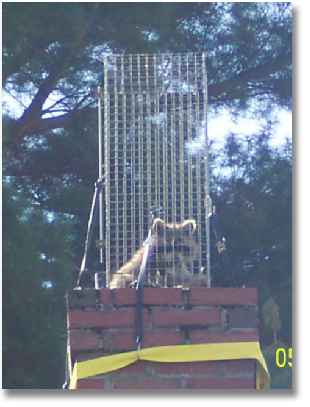 NH Racoon Wildlife Control & Management