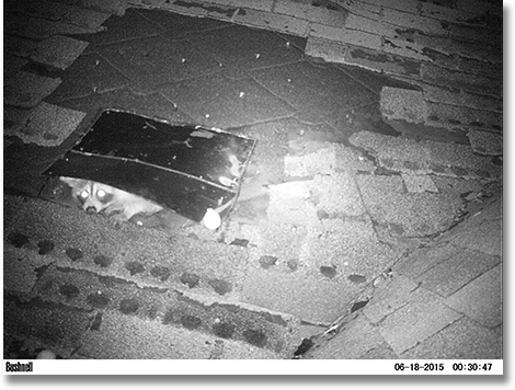 NH Squirrel damage Wildlife Control & Management