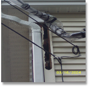 NH Squirrel damage Wildlife Control & Management