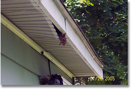 NH Squirrel damage Wildlife Control & Management